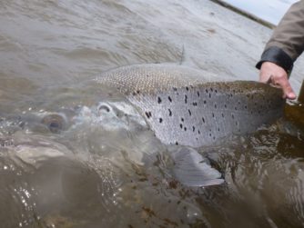 27-35 pound trout are caught each season
