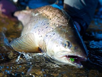 Biggest Sea-Run Brown trouts in the world